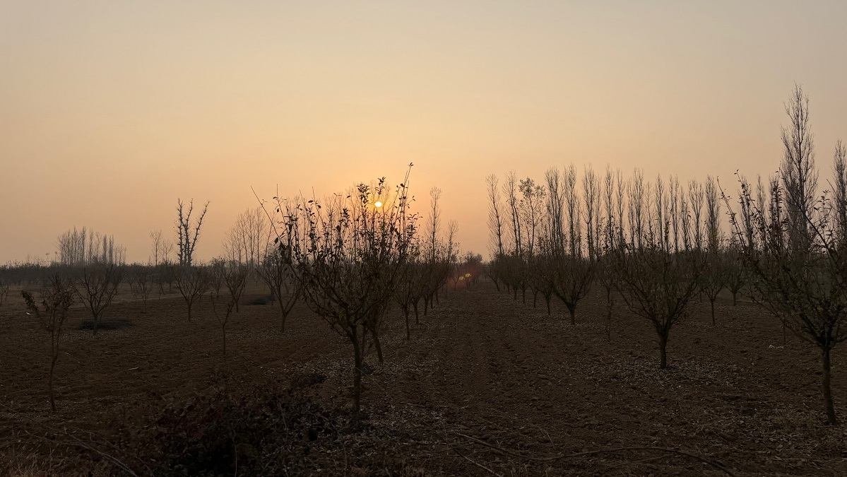A paved road cuts through the middle of vast karewas that sustain Kashmir’s heritage saffron crop. On the edge lies sleepy Dussu village in Pampore known for cultivating the spice.