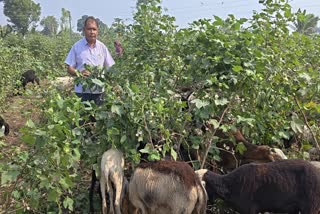 BURHANPUR COTTON FARMER PROTEST
