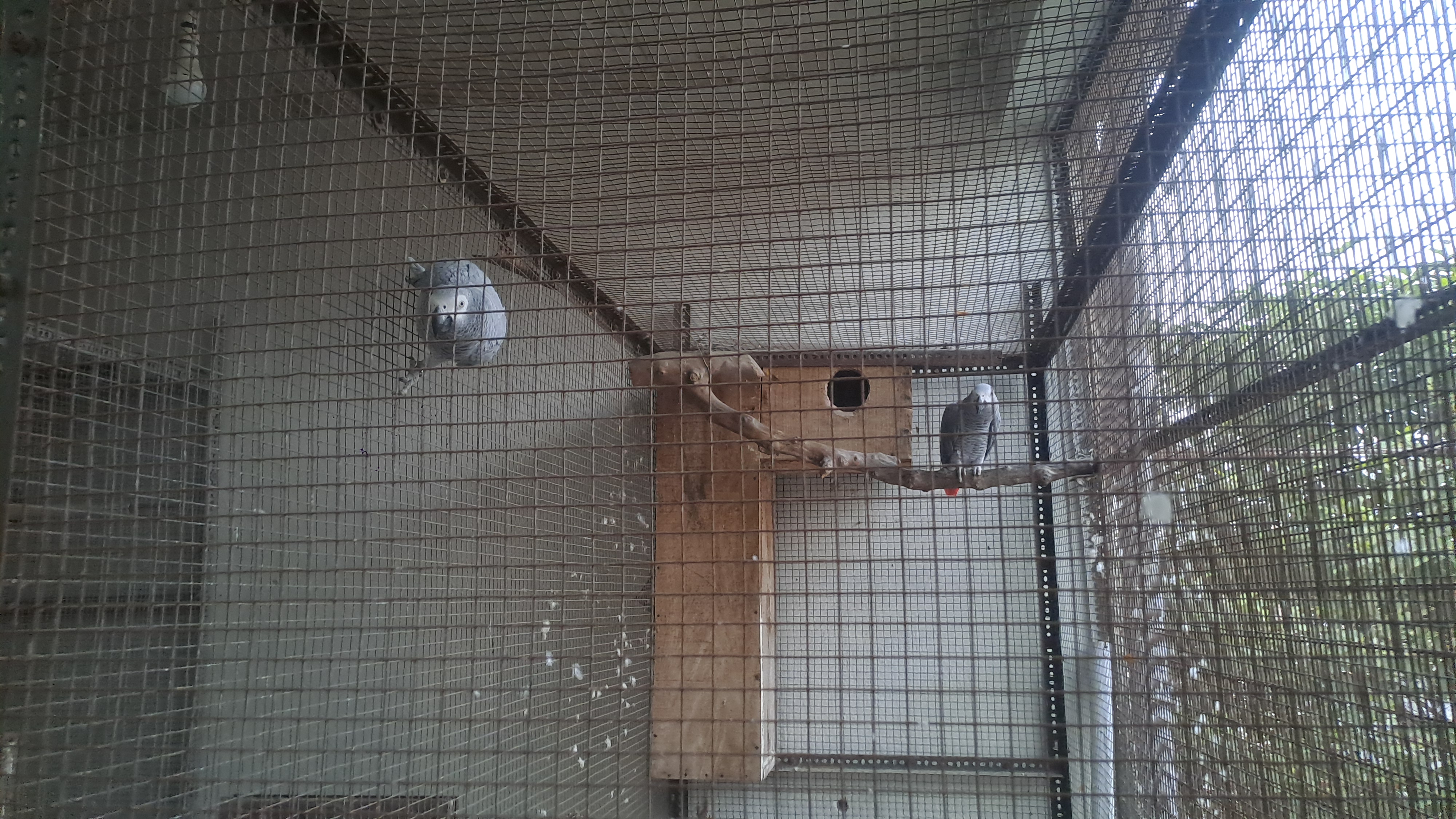 exotic parrots collection