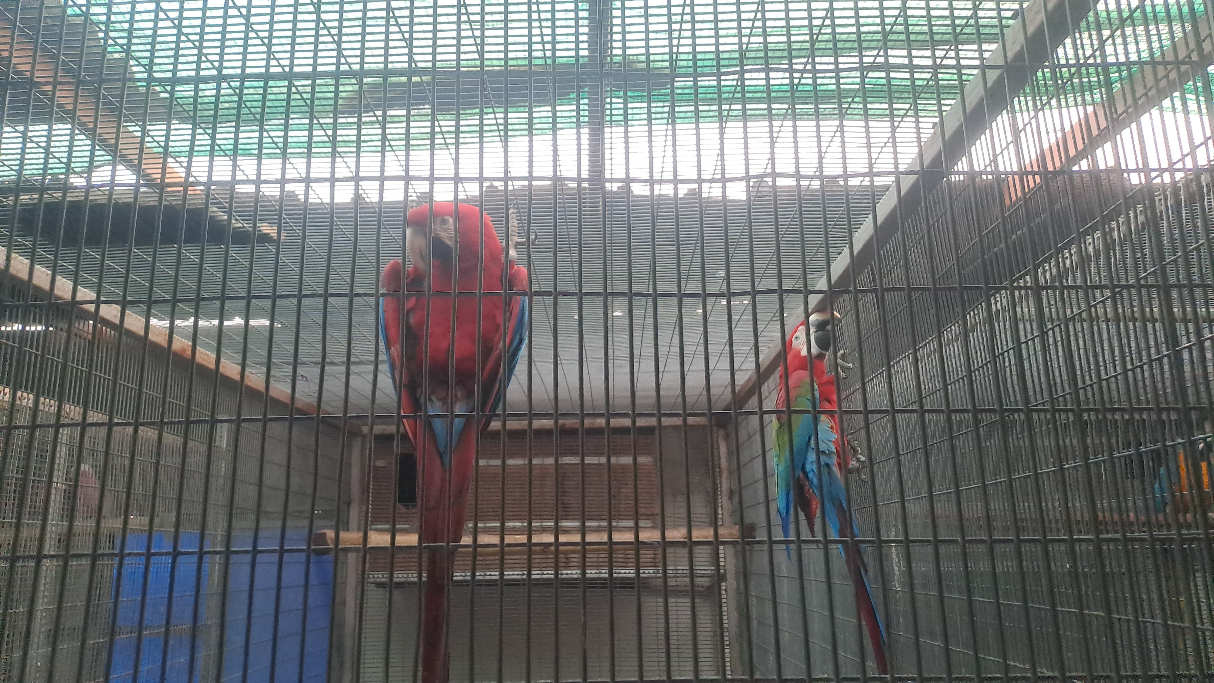 exotic parrots collection