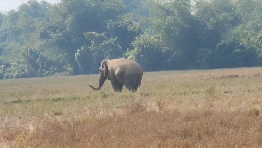wild elephant is roaming in Gendhali area after being injured