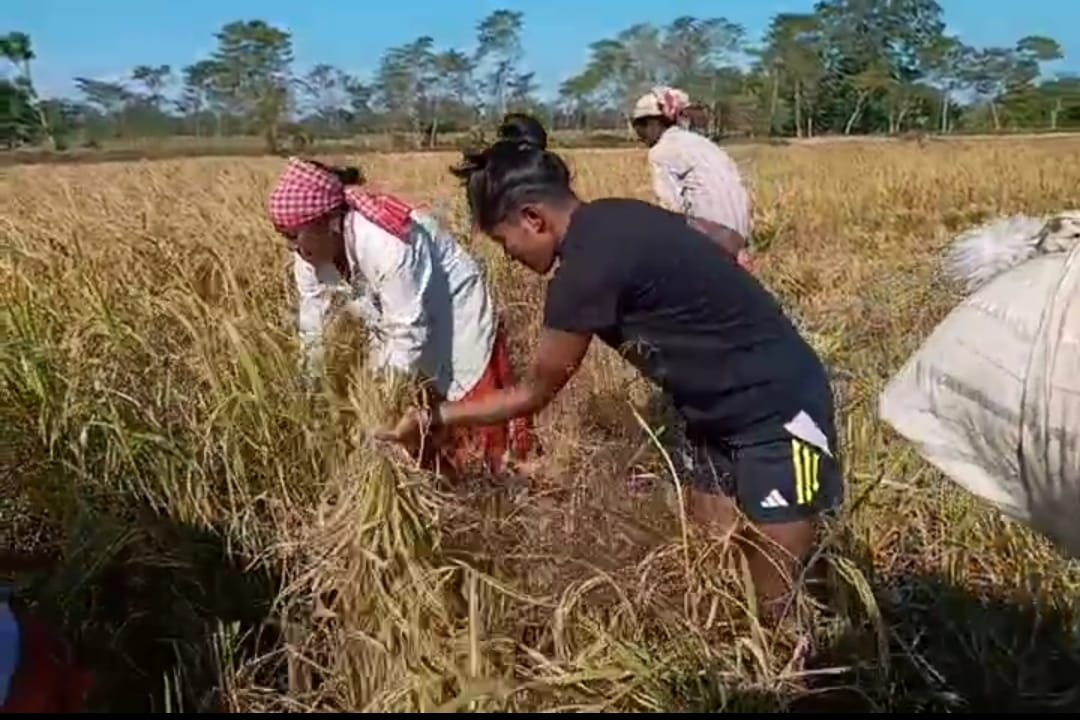 Uma Chetri, World Cup-playing cricketer, harvested paddy in Bokakhat