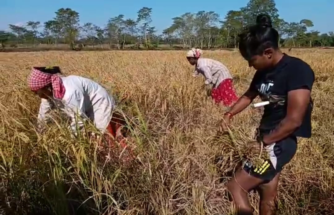 Uma Chetri, World Cup-playing cricketer, harvested paddy in Bokakhat