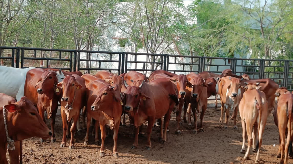 BHU Research To Improve 'Desi' Cow Breed Brings Cheer To Farmers