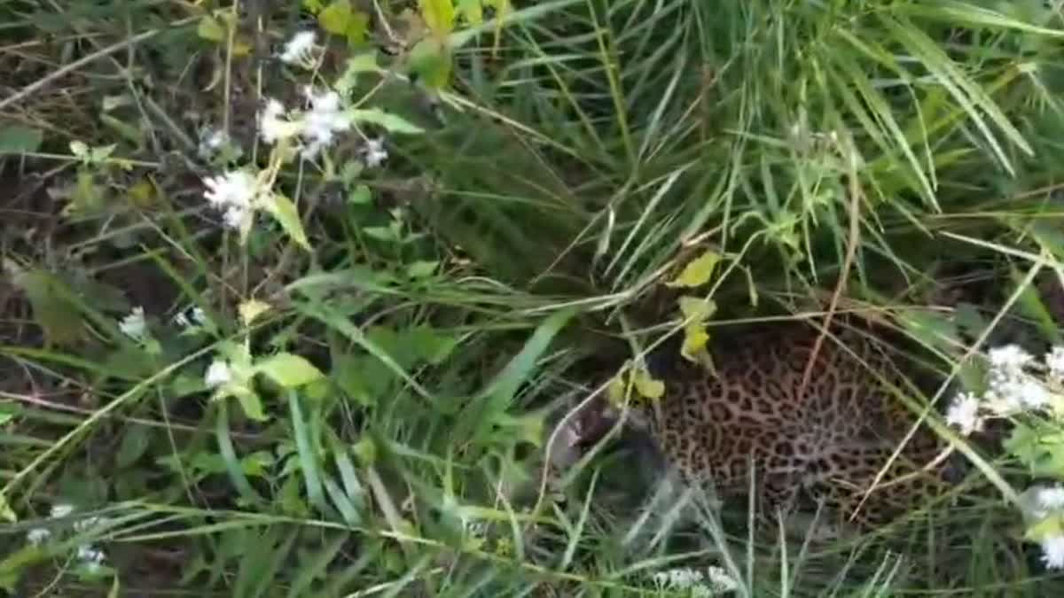 INJURED LEOPARD UDANTI