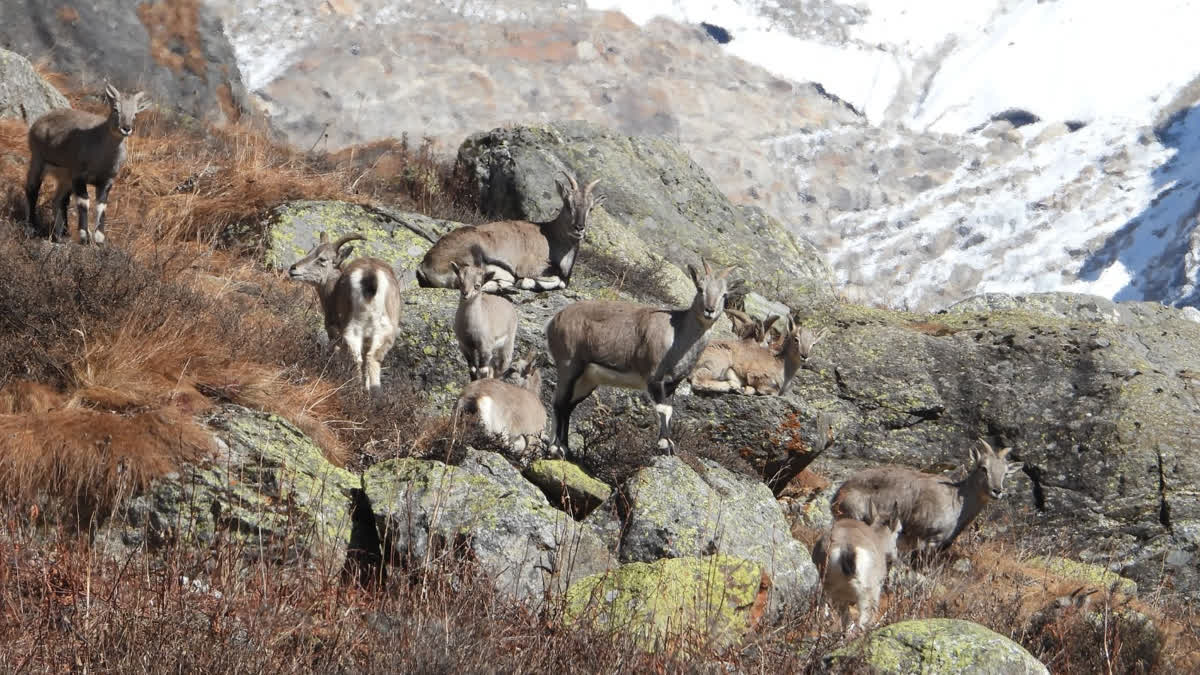 ग्रेट हिमालयन नेशनल पार्क में कस्तूरी मृग-नीली भेड़ की संख्या में इजाफा, भूरे भालू की मौजूदगी के भी मिले संकेत नीली भेड़ों का झुंड