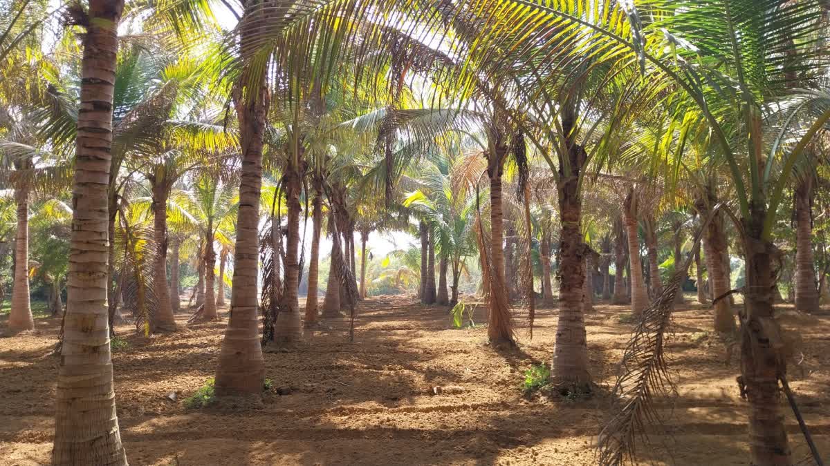 Narmada Bay Coconut Farming