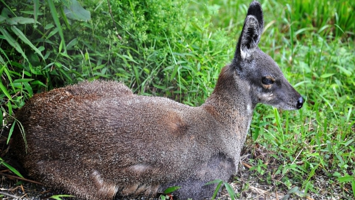 कस्तूरी मृग की संख्या बढ़ी