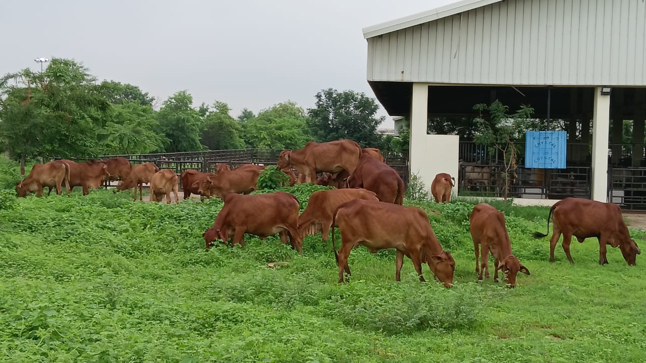 BHU Research To Improve 'Desi' Cow Breed Brings Cheer To Farmers