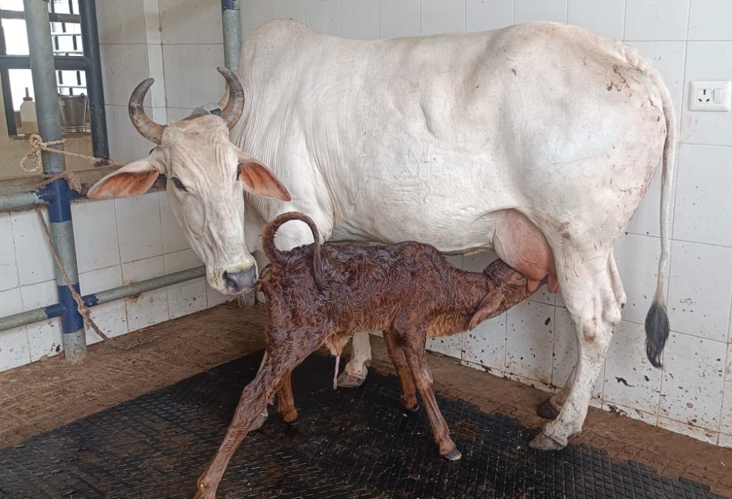 BHU Research To Improve 'Desi' Cow Breed Brings Cheer To Farmers