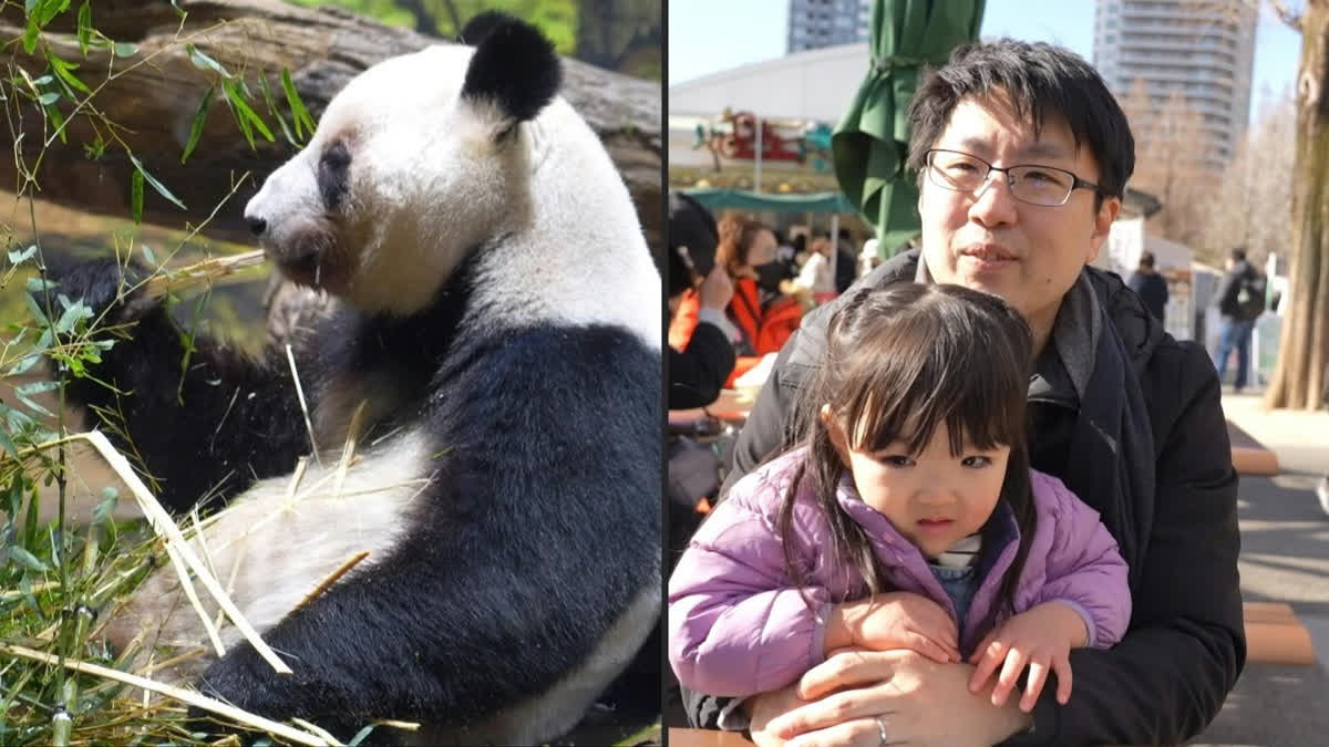Fans Bid Farewell To Japan's Only Pandas The popular pandas that are set to return to China, leaving Japan without the beloved animals for the first time in half a century.