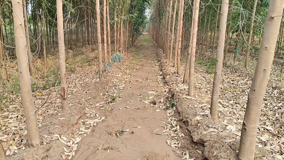 Eucalyptus trees in Chalamli, Chhota Udaipur.