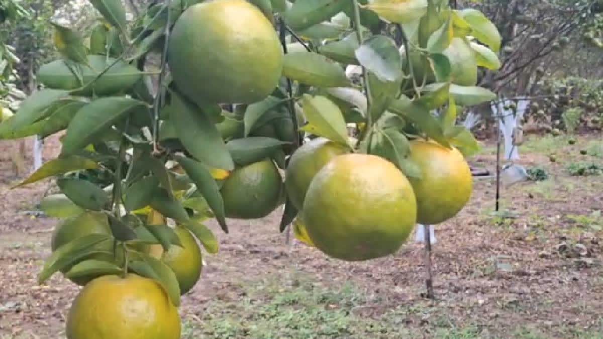 Abandonment To Abundance: Maharashtra Woman Cultivates Oranges Earning Over Rs 7 Lakh