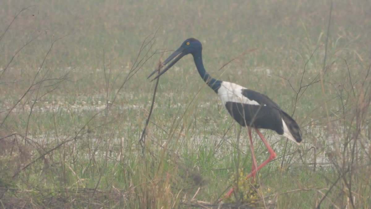 Birdlife