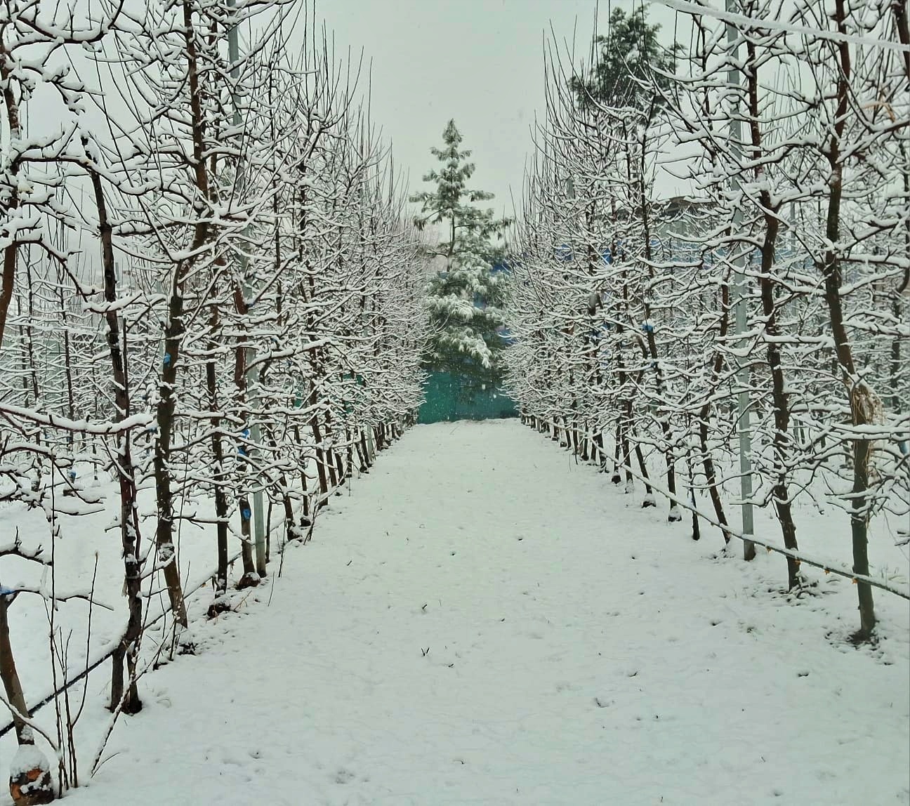 Kashmir Weather Update