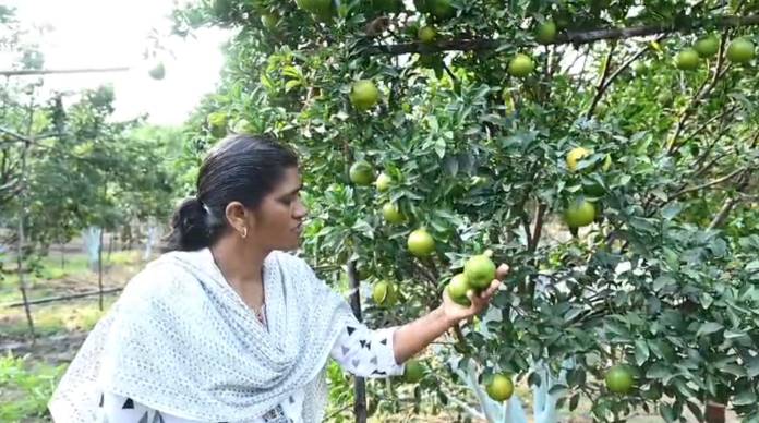 Abandonment To Abundance: Maharashtra Woman Cultivates Oranges Earning Over Rs 7 Lakh