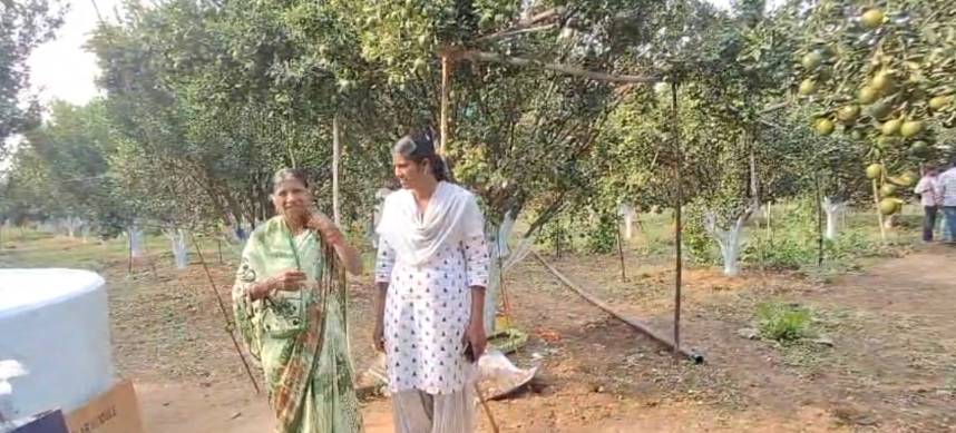 Abandonment To Abundance: Maharashtra Woman Cultivates Oranges Earning Over Rs 7 Lakh