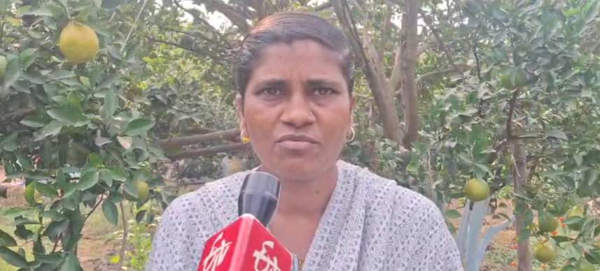 Abandonment To Abundance: Maharashtra Woman Cultivates Oranges Earning Over Rs 7 Lakh
