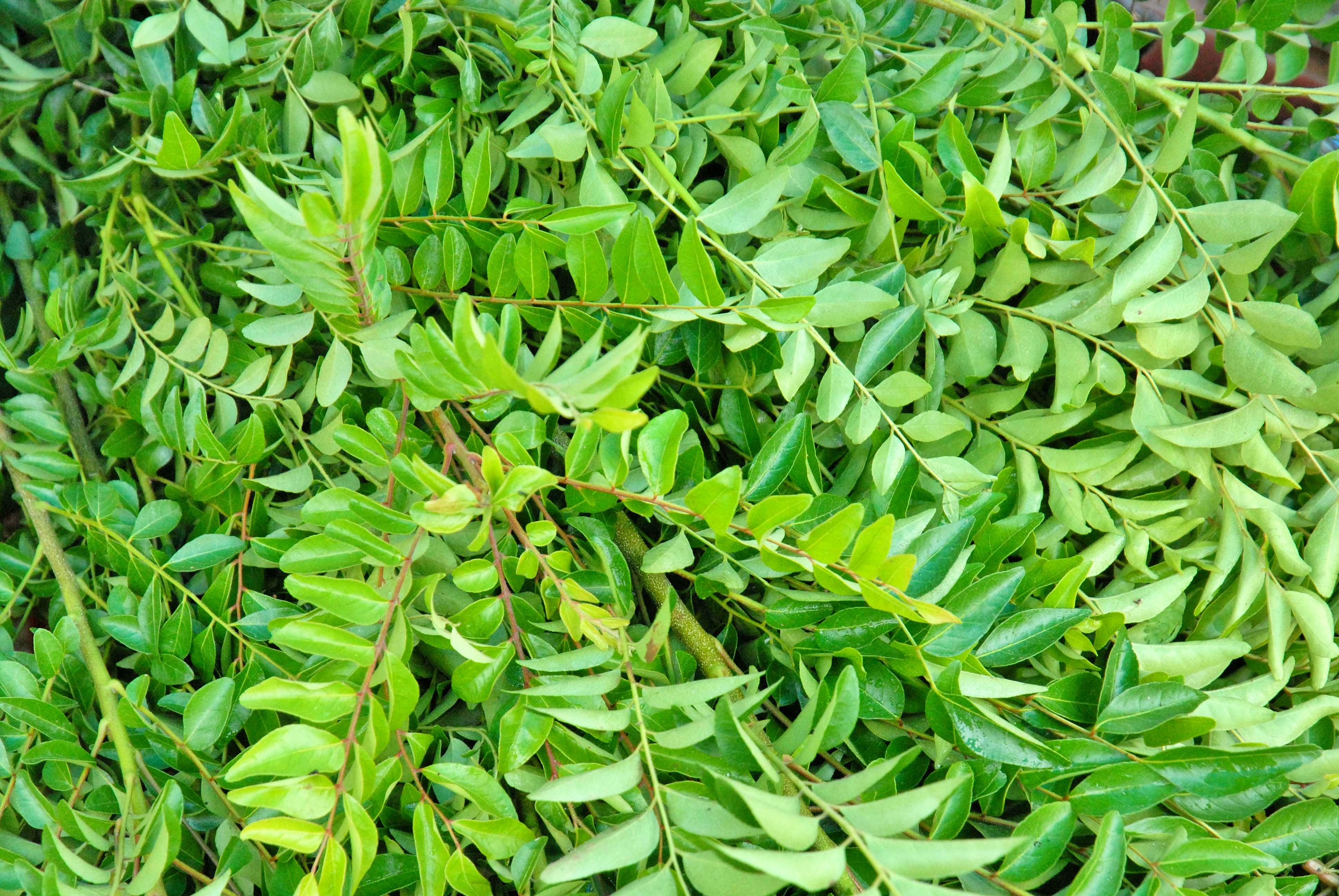 Karivepaku Masala Egg Fry