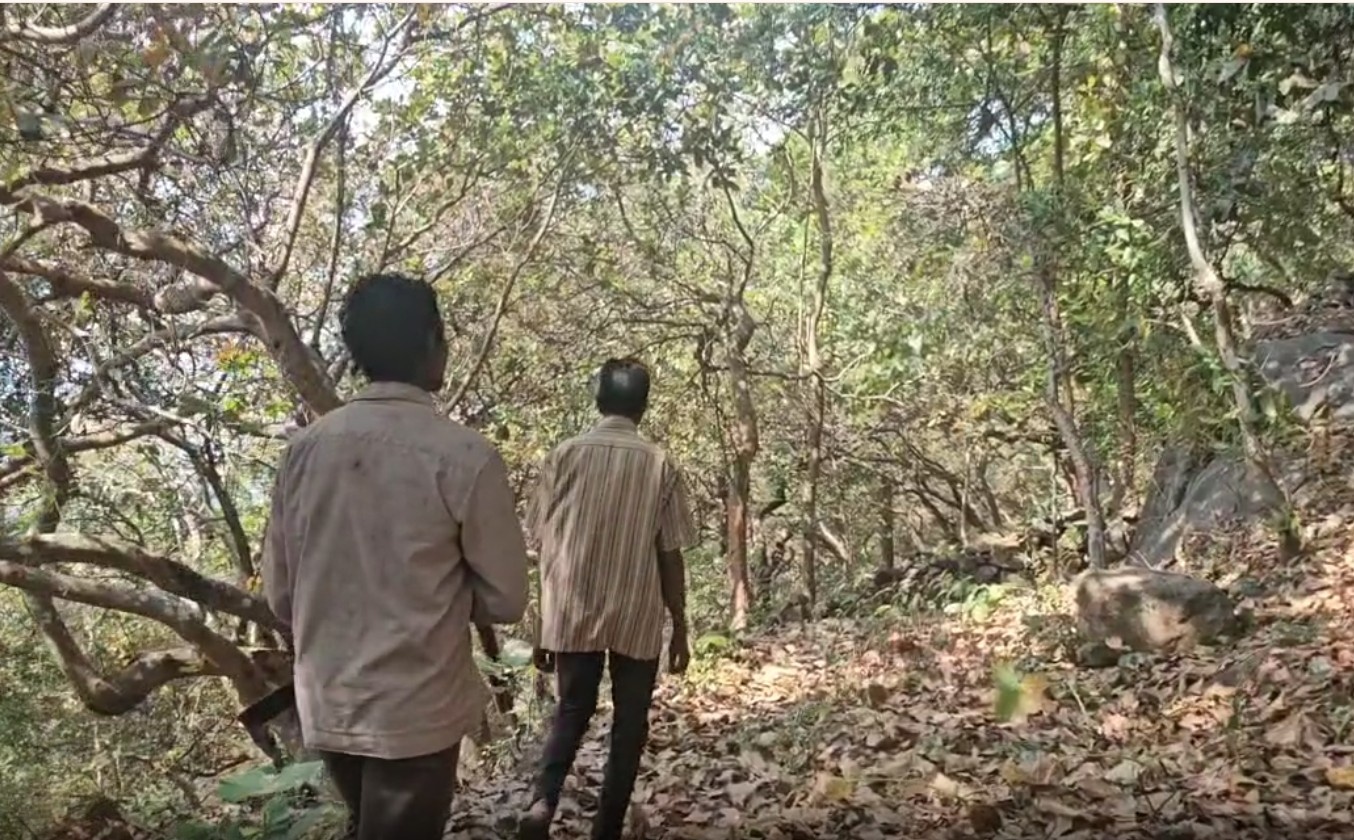 Why Gajapati Tribals In Odisha Rely On Red Ant Chutney As A Winter Immunity Booster