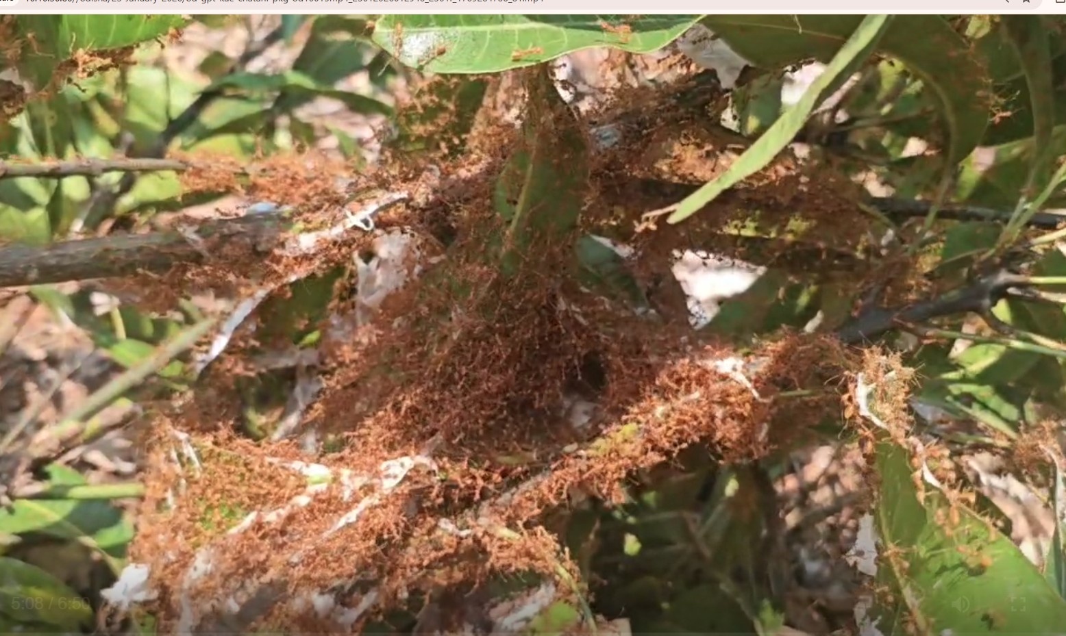 Why Gajapati Tribals In Odisha Rely On Red Ant Chutney As A Winter Immunity Booster