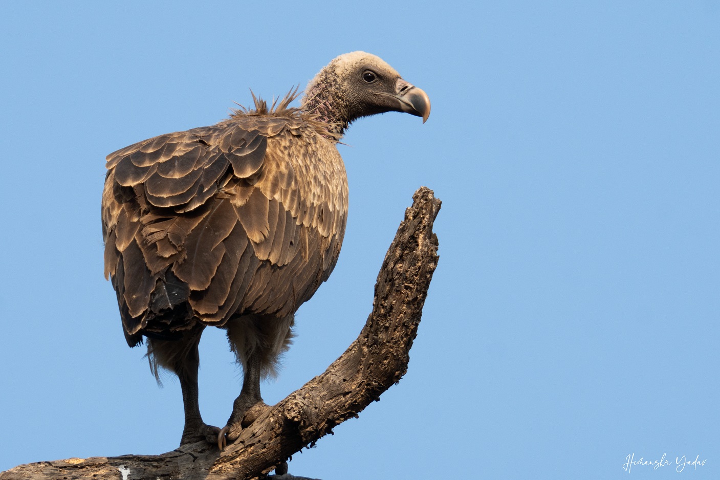 Migratory Vulture