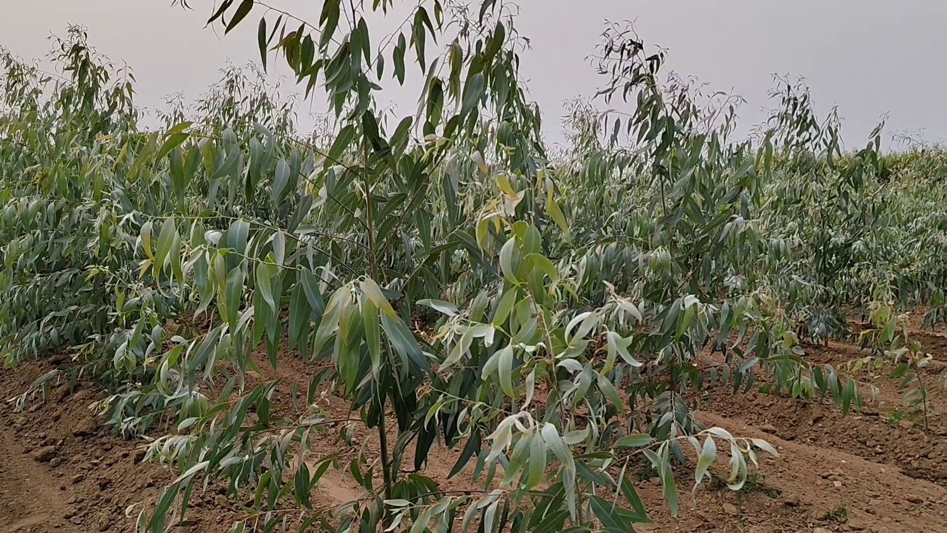 Farmers abandon maize and sorghum and take up quick growing maize and sorghum under contract farming