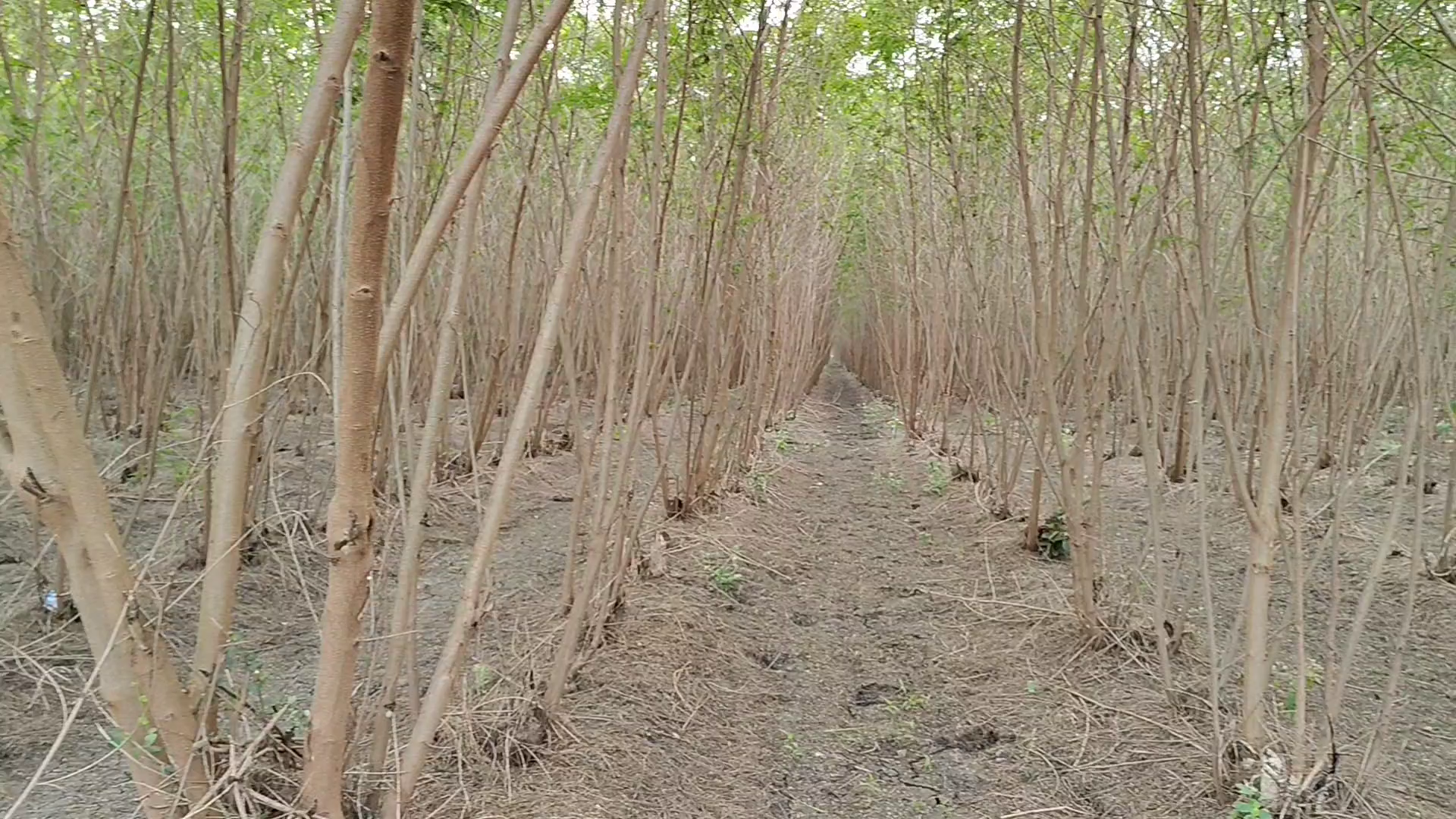 Farmers in Chhota Udaipur Swap Crops For Profit And Protection From Wild Animals