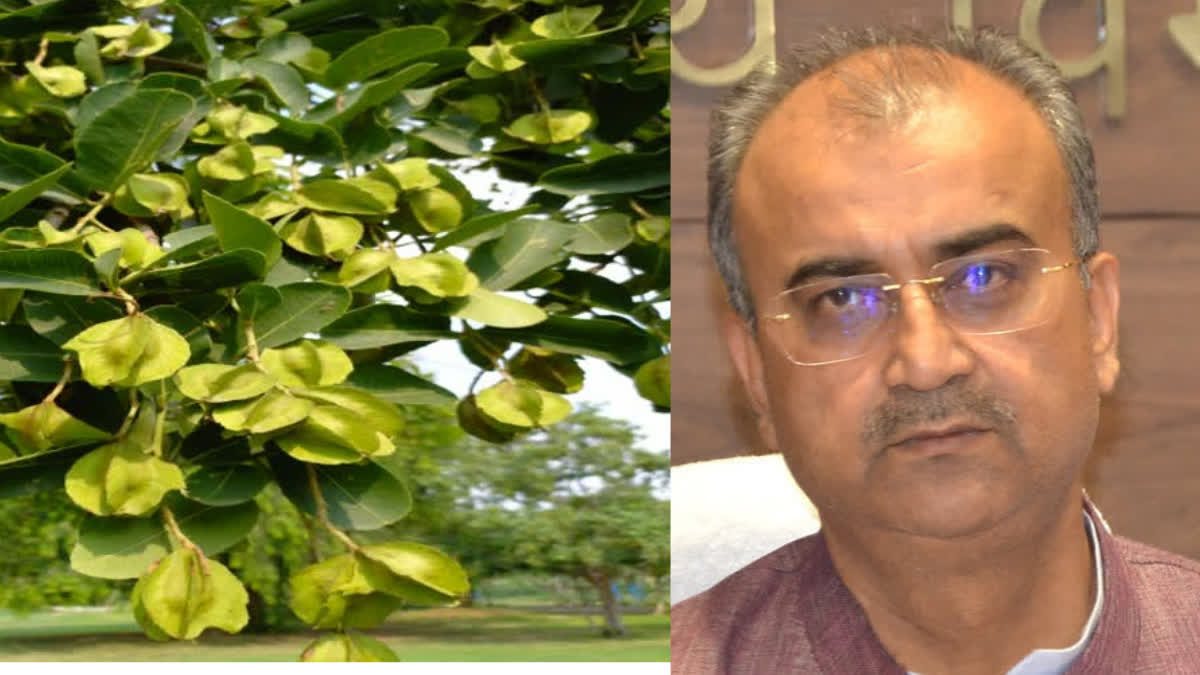 Apart from the heart, Arjuna tree is beneficial in which diseases, know its benefits.