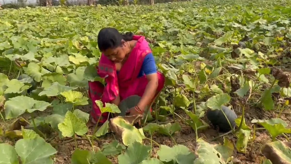 Monalisa Rajbanshi's green revolution at Dimoria