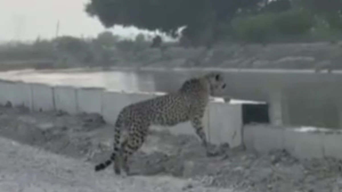 cheeta roaming on Rengarh Mordi road