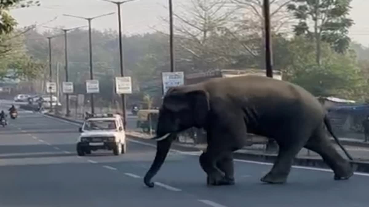 ELEPHANT IN RANCHI