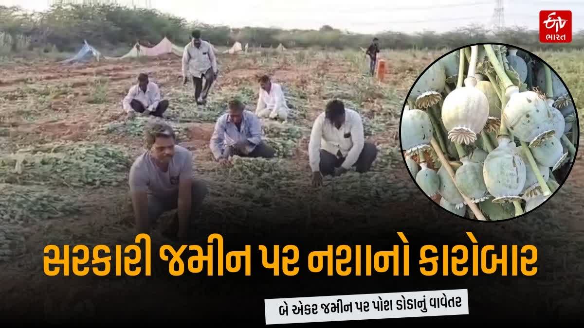 બે એકર સરકારી જમીન પર નશાનું વાવેતર