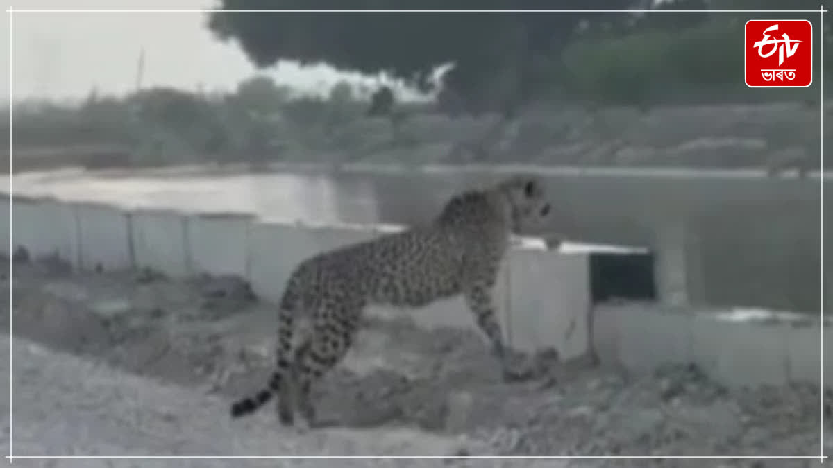 cheetah kp 2 which came from kuno in madhya pradesh was seen roaming in the mangrol forest