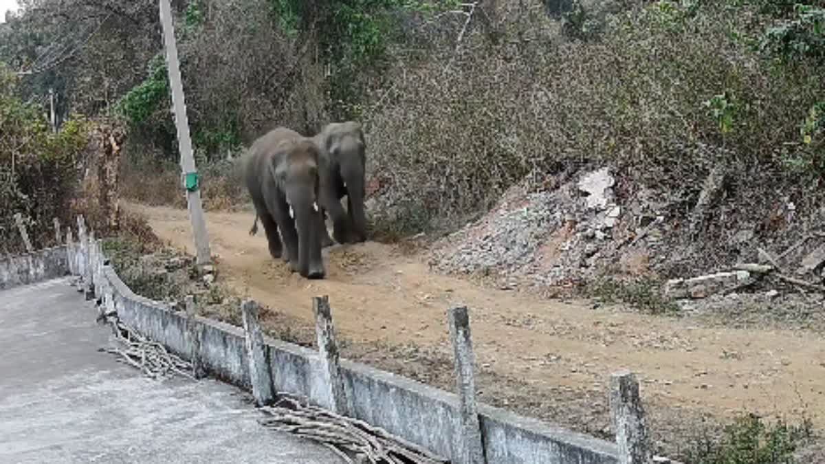 CHIKKAMAGALURU  WILD ELEPHANTS  ELEPHANT ATTACK  CCTV VIDEO ELEPHANTS SPOTTED IN CHIKKAMAGALURU