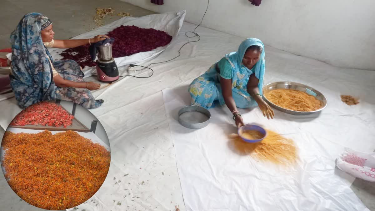 Burhanpur herbal colors holi