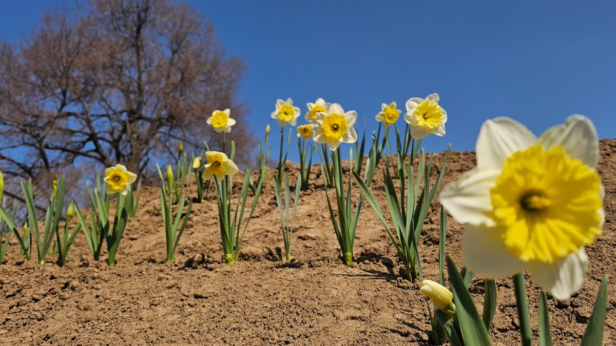 ساگم، کوکرناگ کا ٹیولپ ریسرچ سنٹر