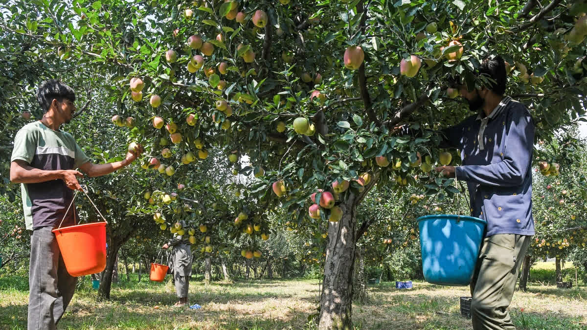 Farmers plucking apples at an orchard during the harvesting season, in Ganderbal.