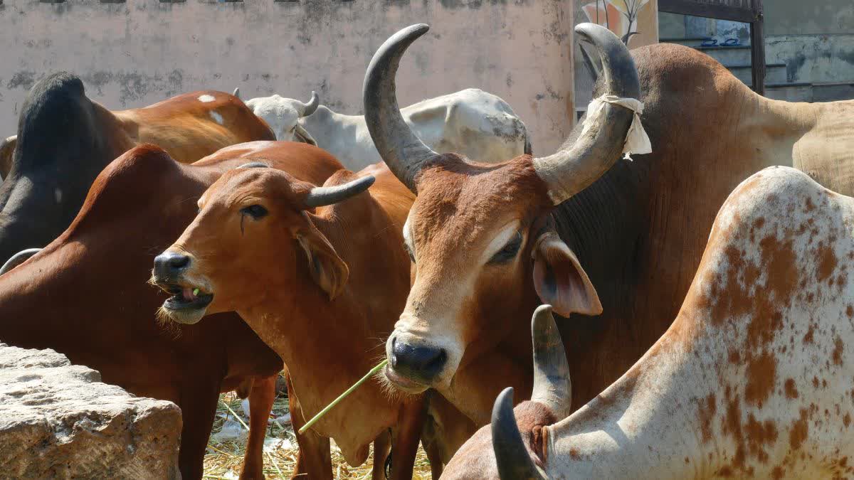 MP COWS ONLINE ATTENDANCE