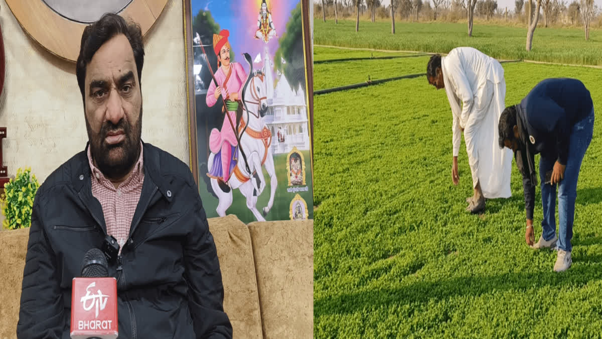 MP Beniwal and Nagauri fenugreek cultivation