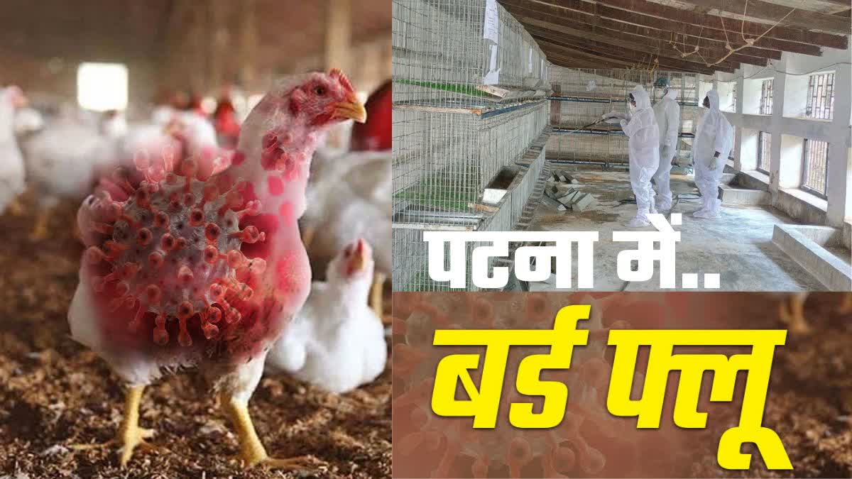 BIRD FLU IN PATNA