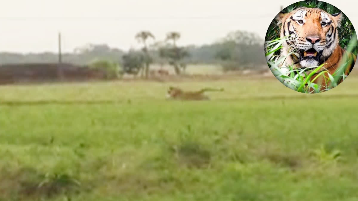 Chhindwara tiger spotted