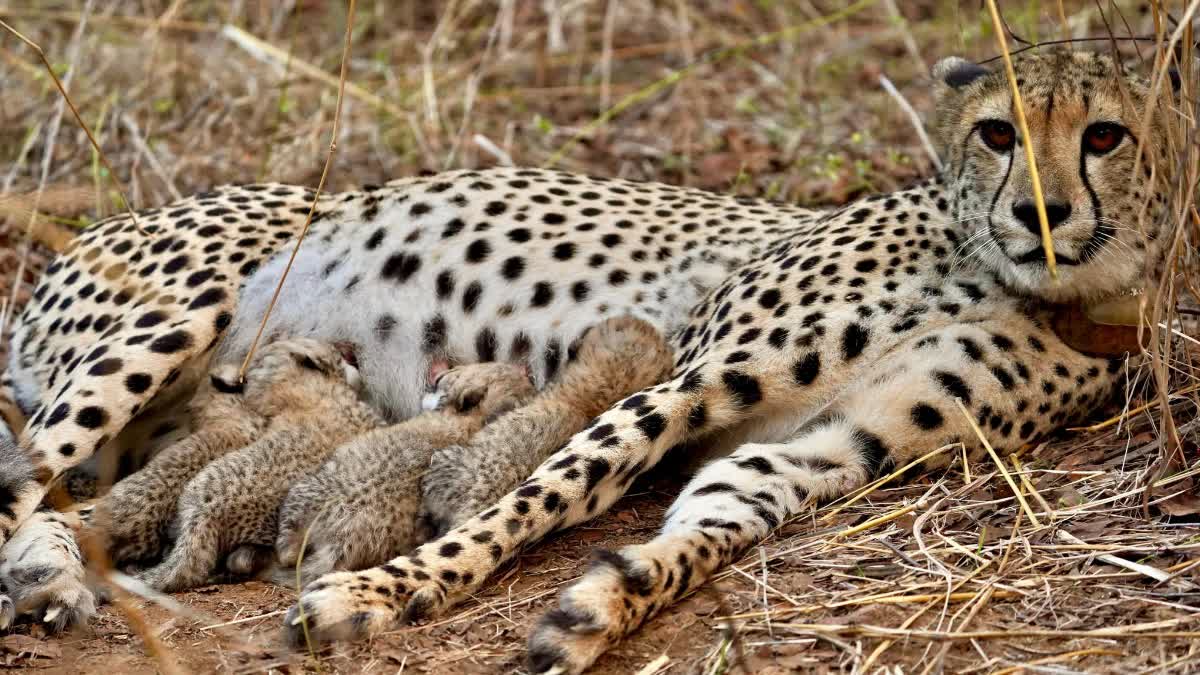 GAMINI GAME BIRTH TO 4 CHEETAH