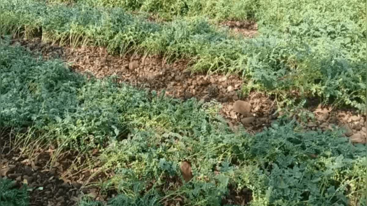 BARWANI WEATHER UPDATES