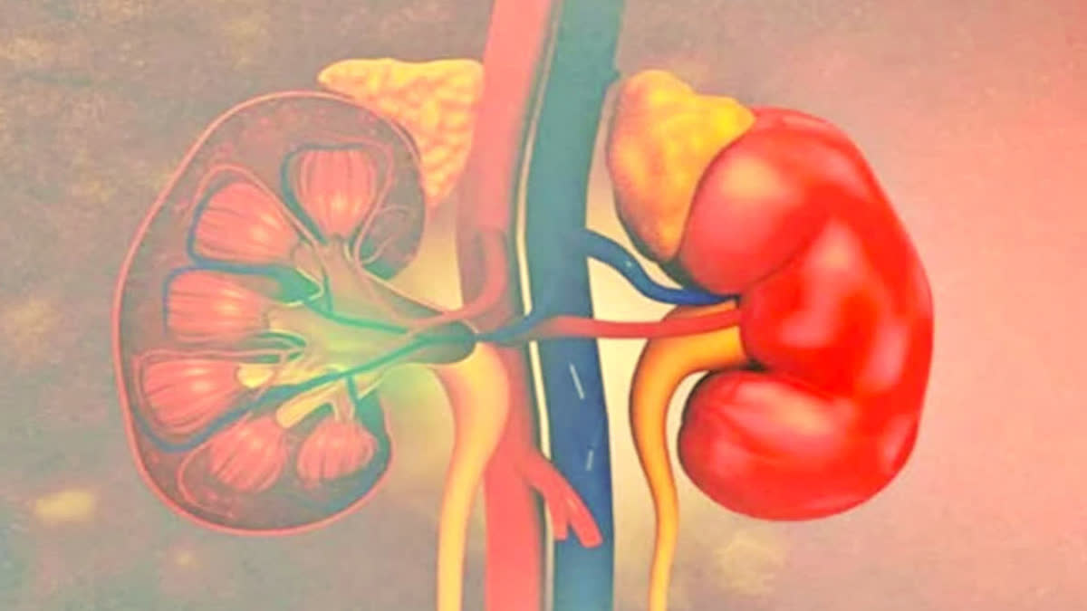 learn about the early symptoms causes and easy ways to prevent kidney disease