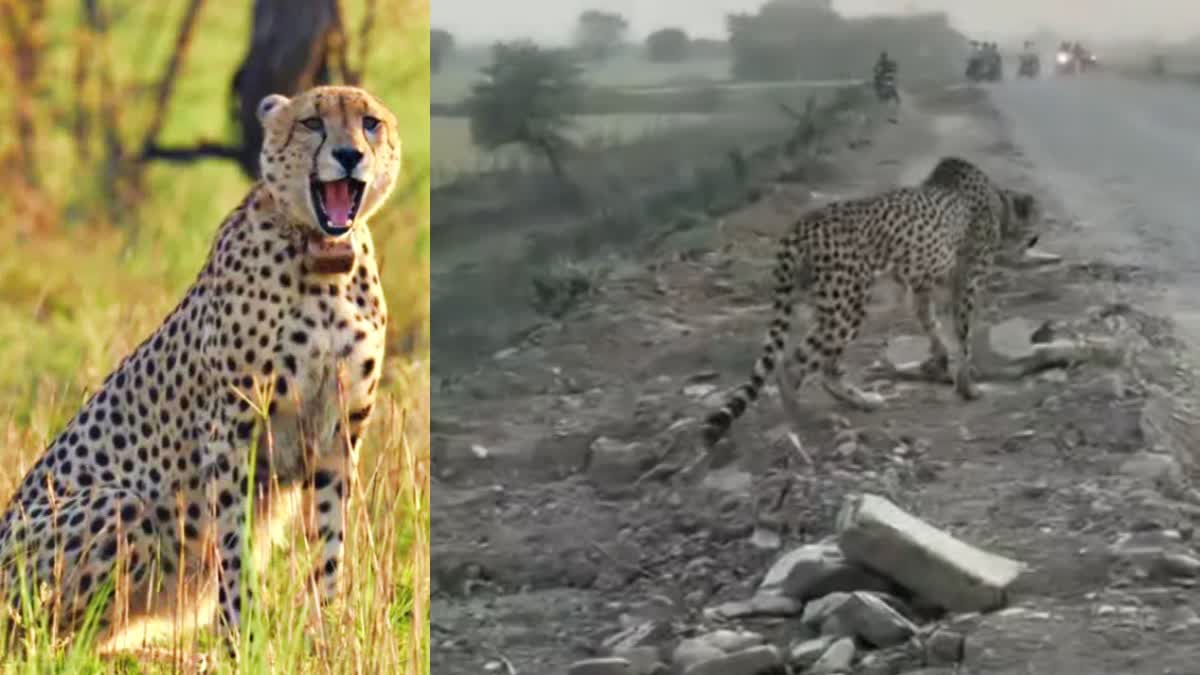 KUNO CHEETAH KP2 IN RAJASTHAN