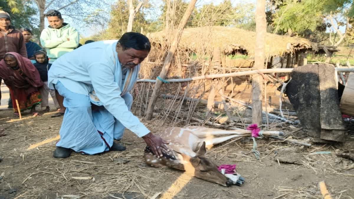 Kotra deer in Latehar