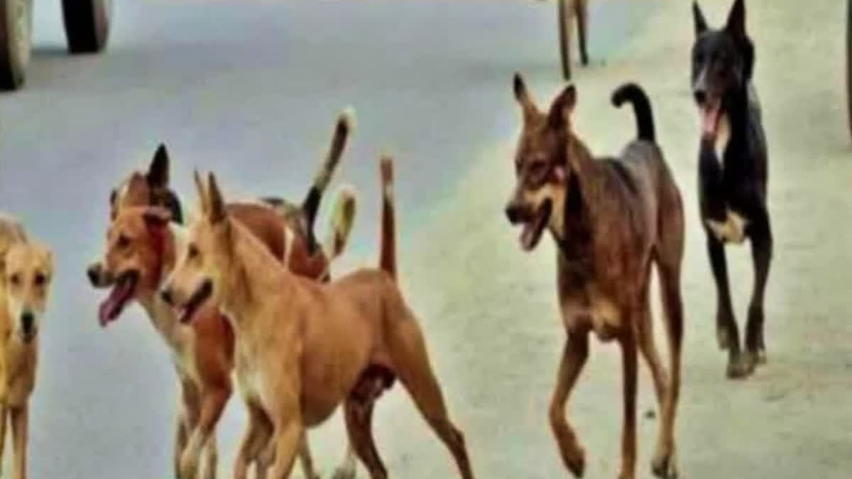 Punjab Stray Dog Attack