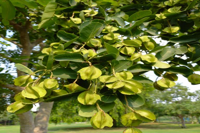 Apart from the heart, Arjuna tree is beneficial in which diseases, know its benefits.