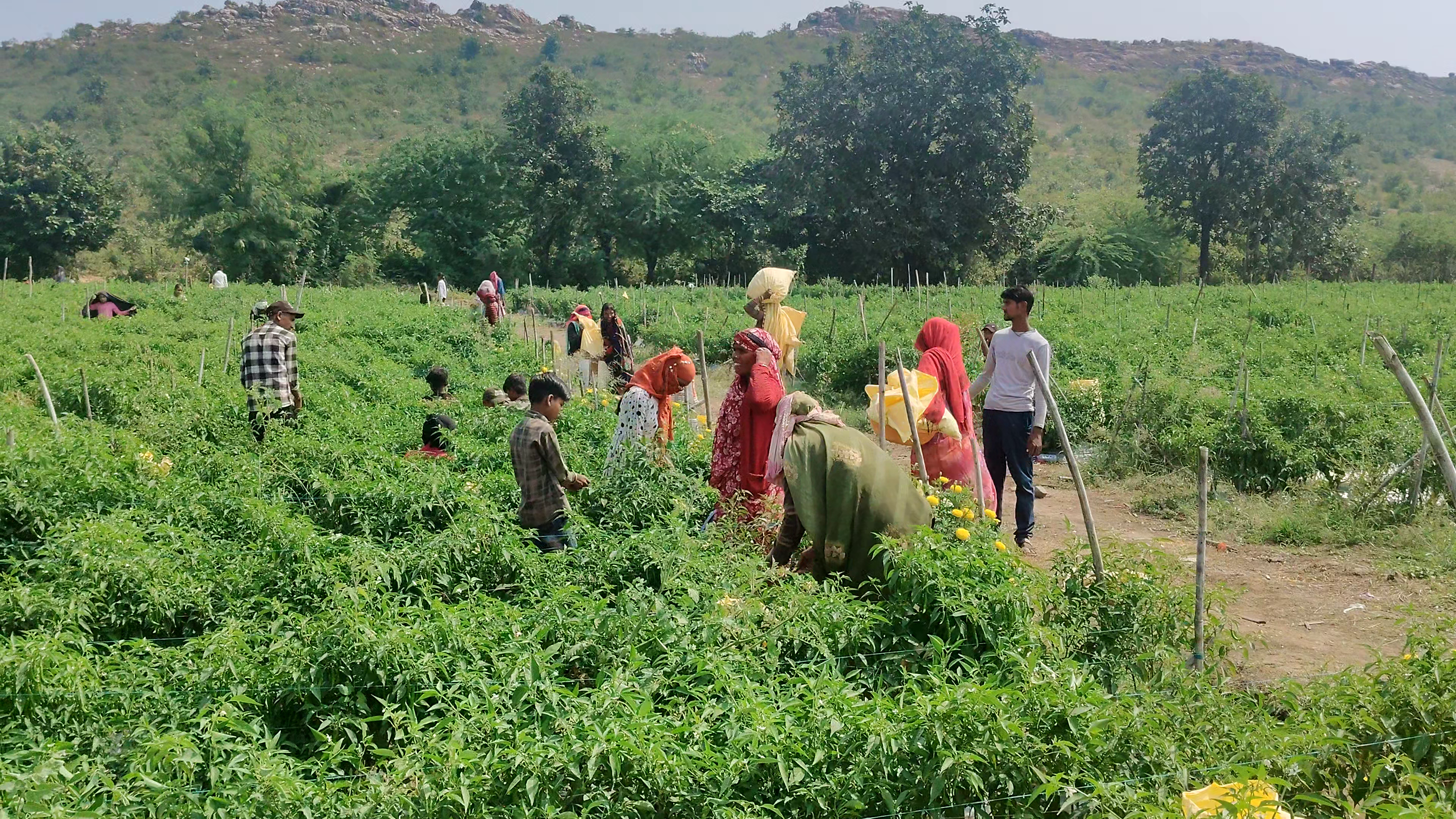 MADHYA PRADESH VEGETABLE FARMING